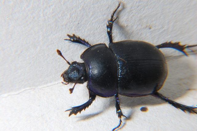 Geotrupidae: Trycoporis vernalis appenninicus